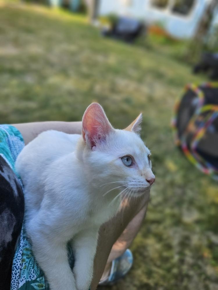 Enlarge Shorty, a Adoptable Domestic Short Hair in Bellingham, WA image 3/3
