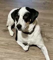 Dog for adoption - Maddie, an English Pointer & Border Collie Mix in ...