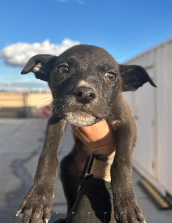 Enlarge Buttercup, a Adoptable mixed breed in Victorville, CA image 1/1