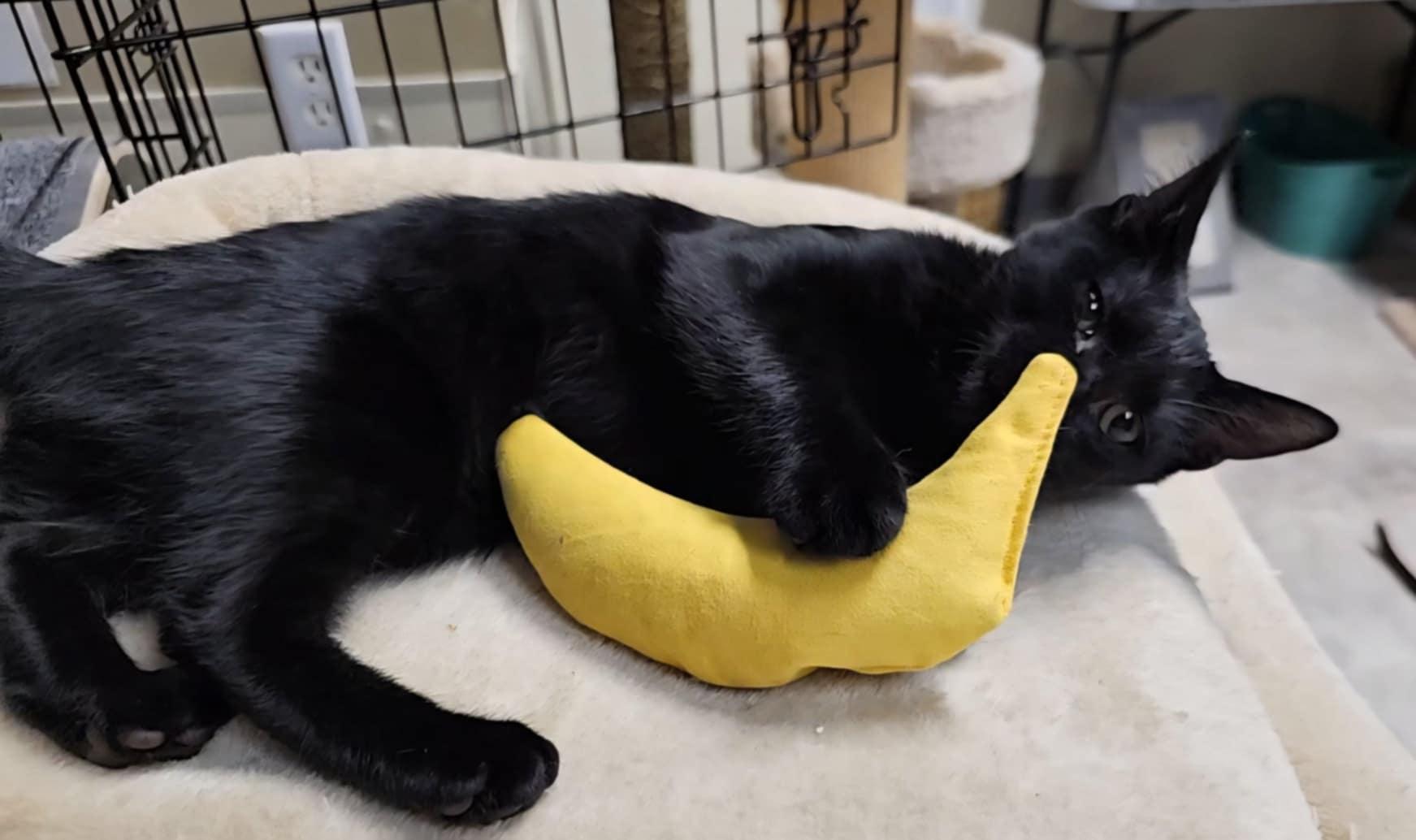 Gwen, Adoptable, Young Female Domestic Short Hair.