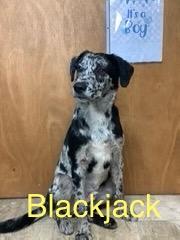 Enlarge Blackjack, a Adopted mixed breed in Welling, OK image 1/1