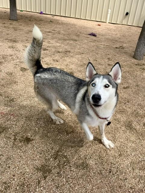 Enlarge Gaia, an adopted mixed breed in Comfort, TX image 4/6