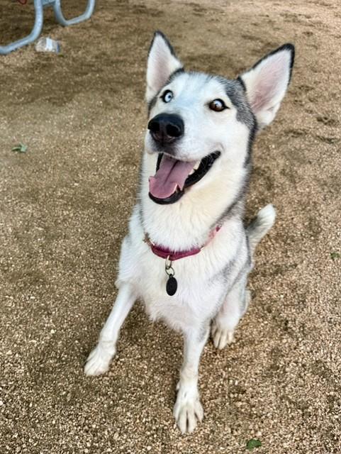 Enlarge Gaia, an adopted mixed breed in Comfort, TX image 6/6