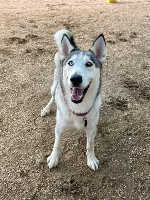Enlarge Gaia, an adopted mixed breed in Comfort, TX image 5/6