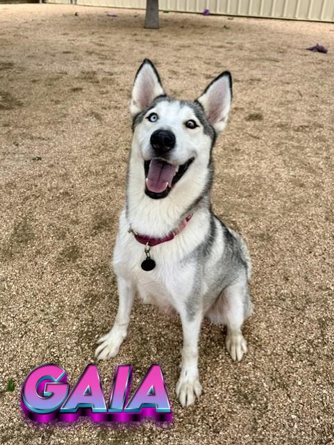 Gaia, adopted, Young Female Husky.
