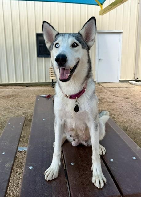 Enlarge Gaia, an adopted mixed breed in Comfort, TX image 3/6