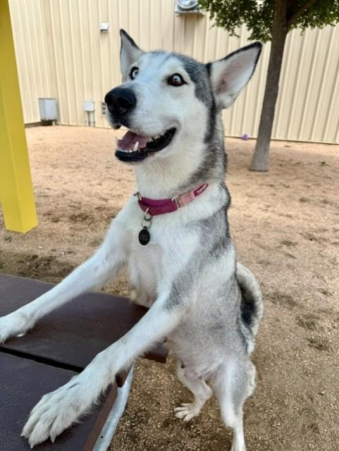 Enlarge Gaia, an adopted mixed breed in Comfort, TX image 2/6
