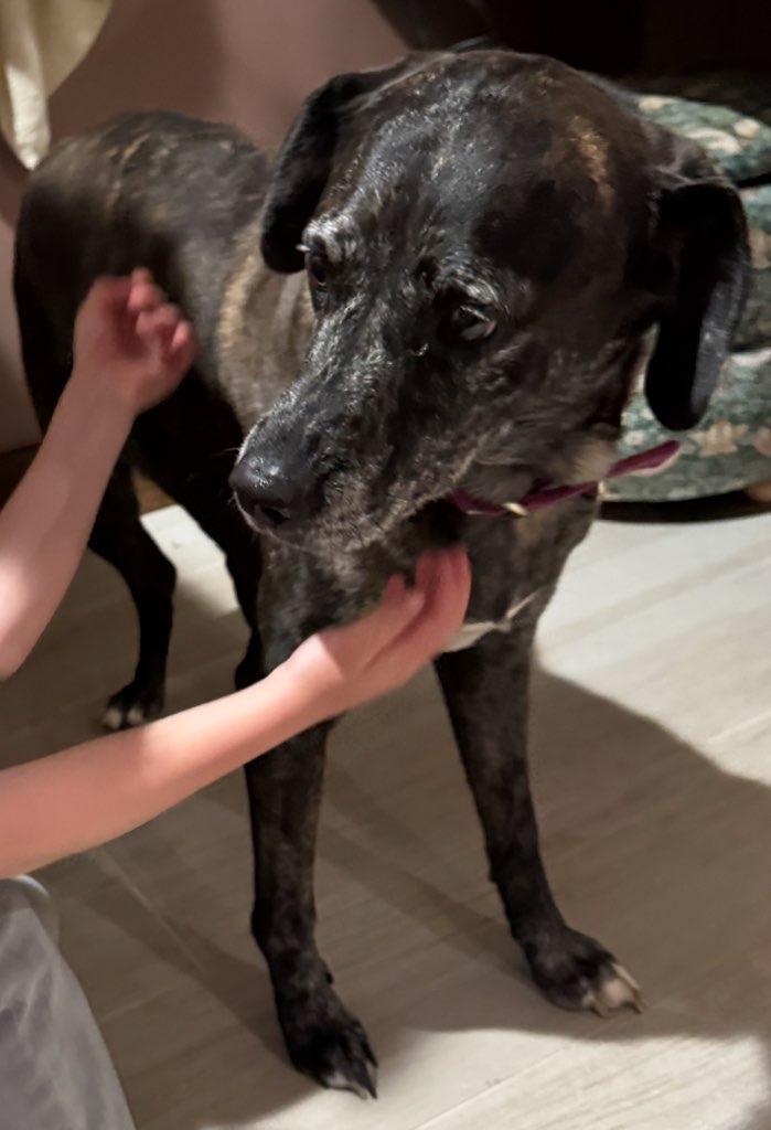 Rachel, Adoptable, Adult Female Catahoula Leopard Dog.