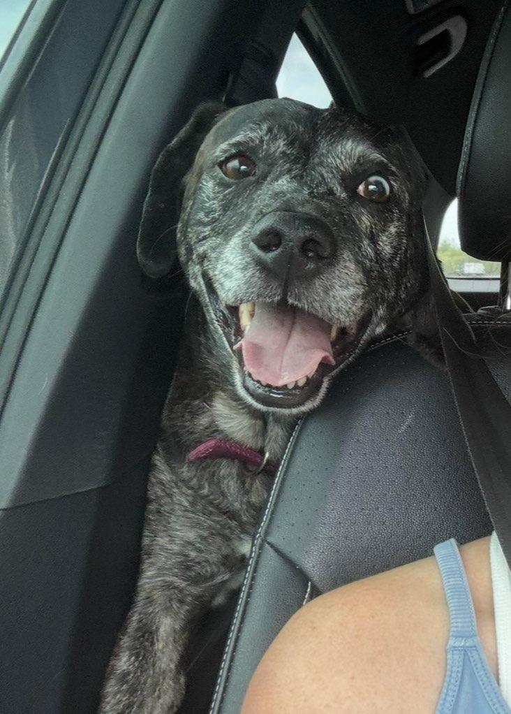 Rachel, Adoptable, Adult Female Catahoula Leopard Dog.