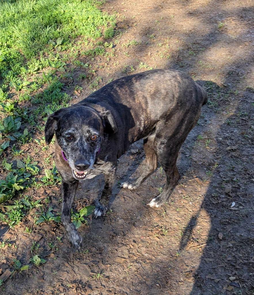Rachel, a Adoptable Catahoula Leopard Dog in Indianapolis, IN image 2/5