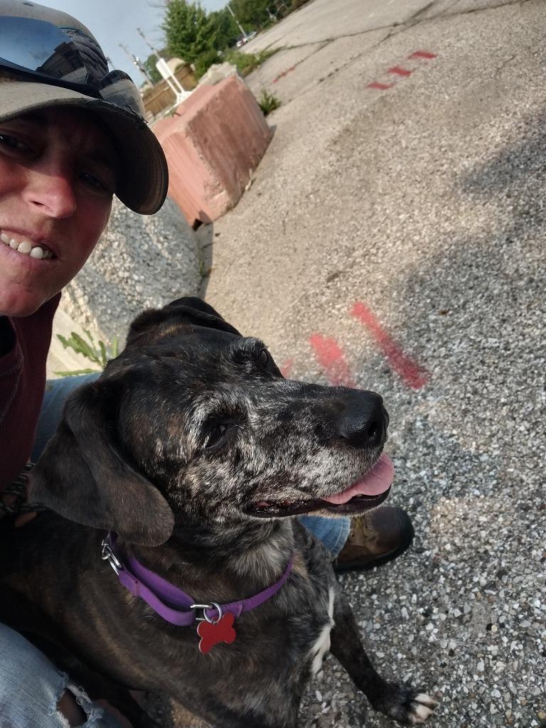 Enlarge Rachel, a Adoptable Catahoula Leopard Dog in Indianapolis, IN image 4/5