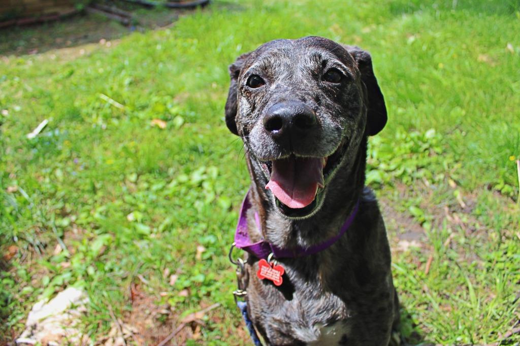 Rachel, a Adoptable Catahoula Leopard Dog in Indianapolis, IN image 4/5