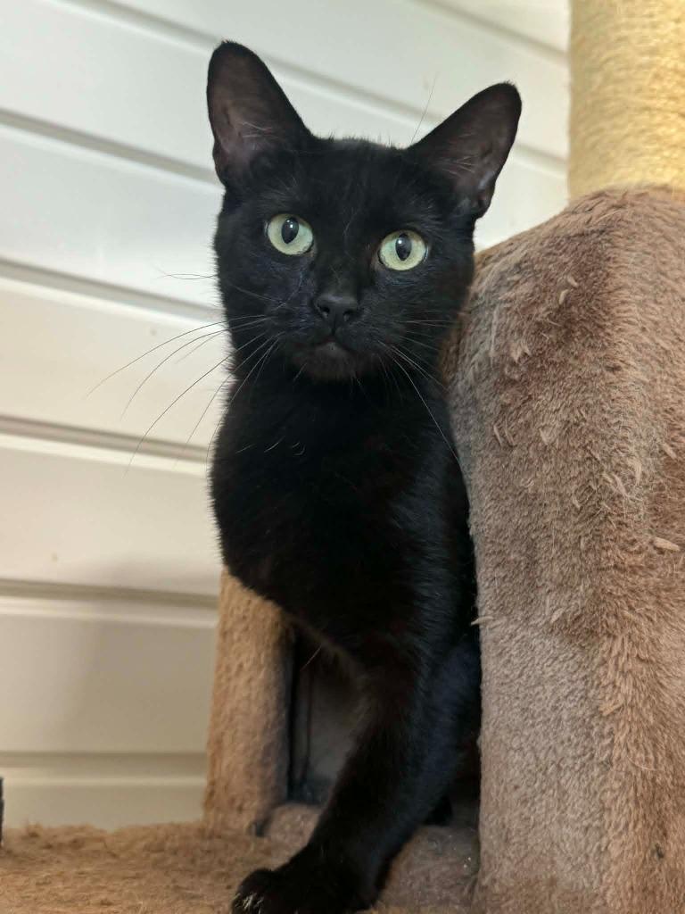 Mother Teresa, Adoptable, Young Female Domestic Short Hair.