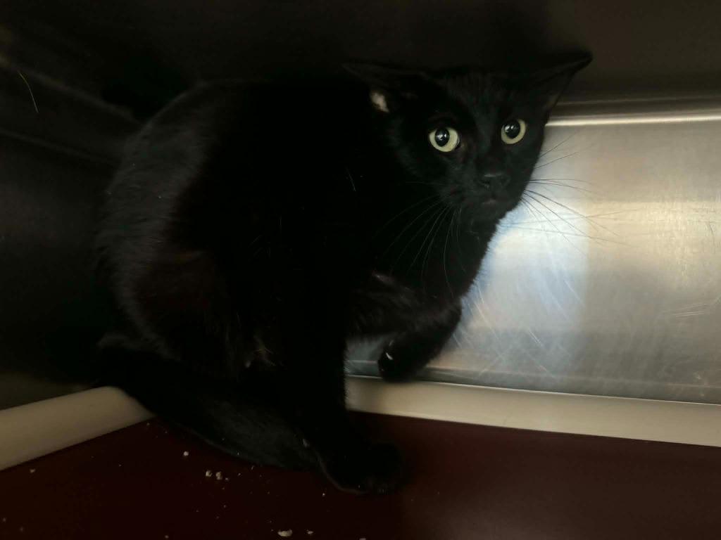 Mother Teresa, a Adoptable mixed breed in Marion, OH image 2/4