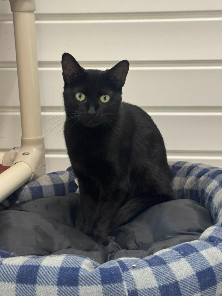 Mother Teresa, a Adoptable mixed breed in Marion, OH image 3/4