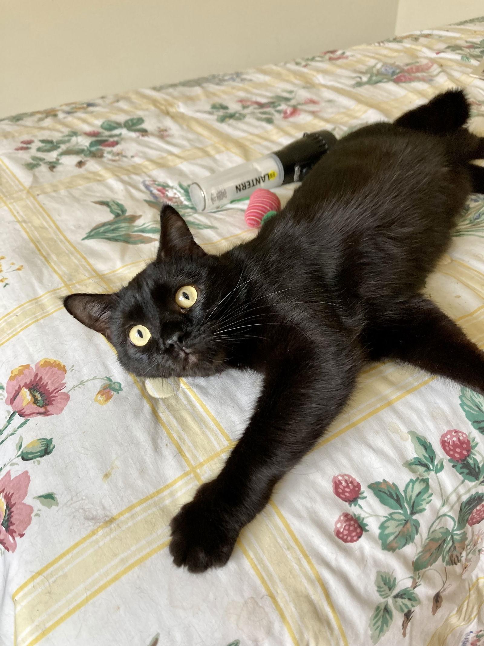 Rusty, Adoptable, Adult Male Domestic Short Hair.