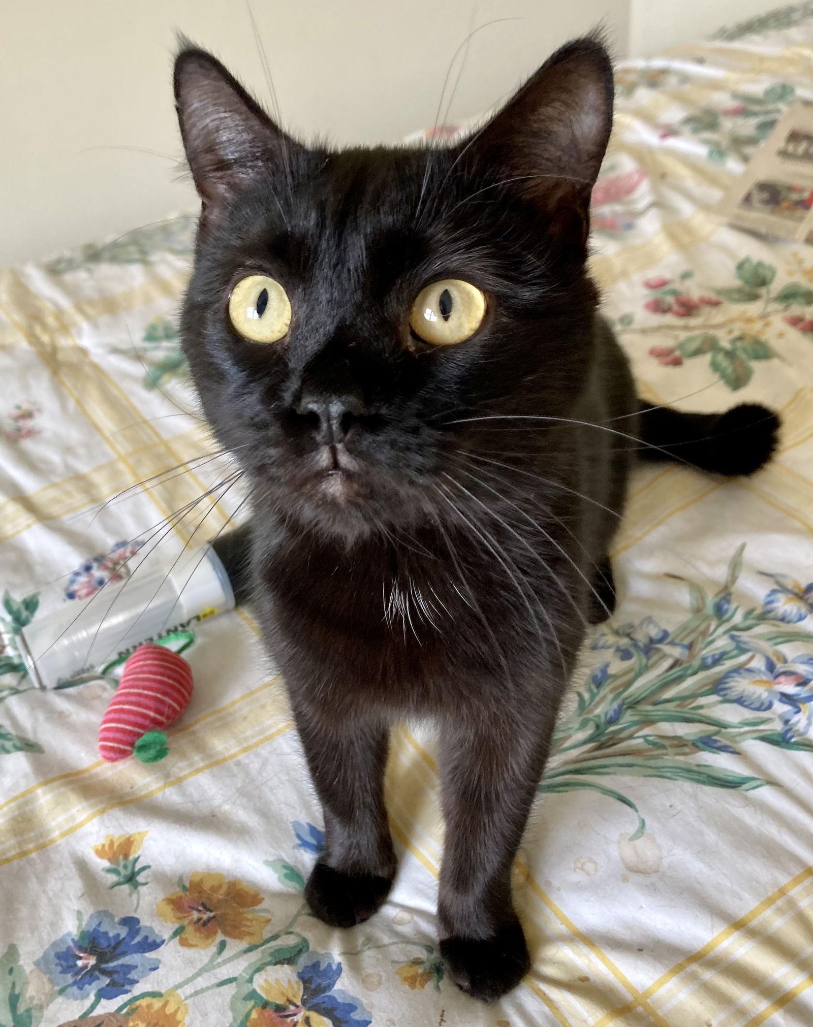 Rusty, a Adoptable Domestic Short Hair in Lutherville, MD image 2/3