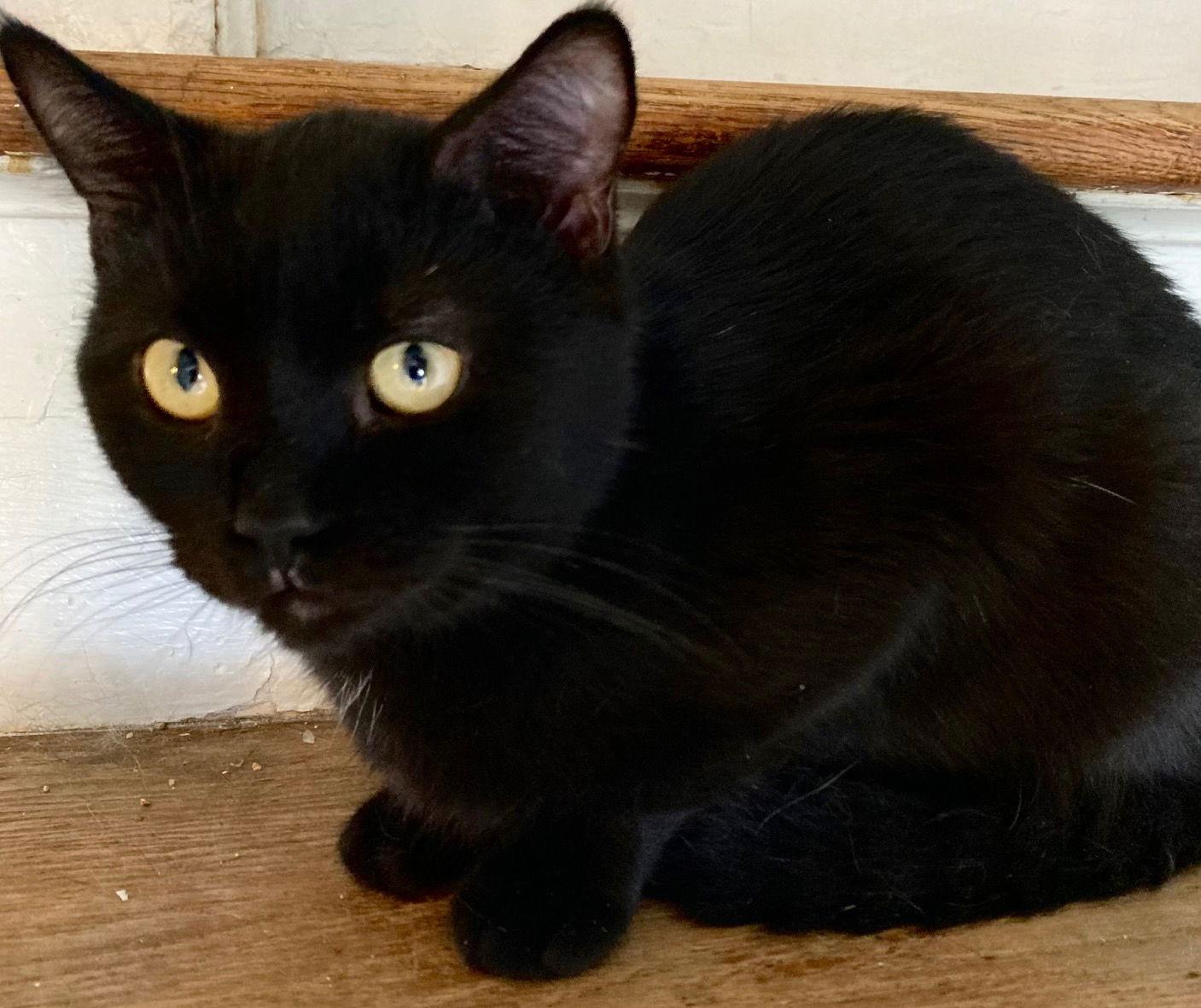 Rusty, a Adoptable Domestic Short Hair in Lutherville, MD image 3/3