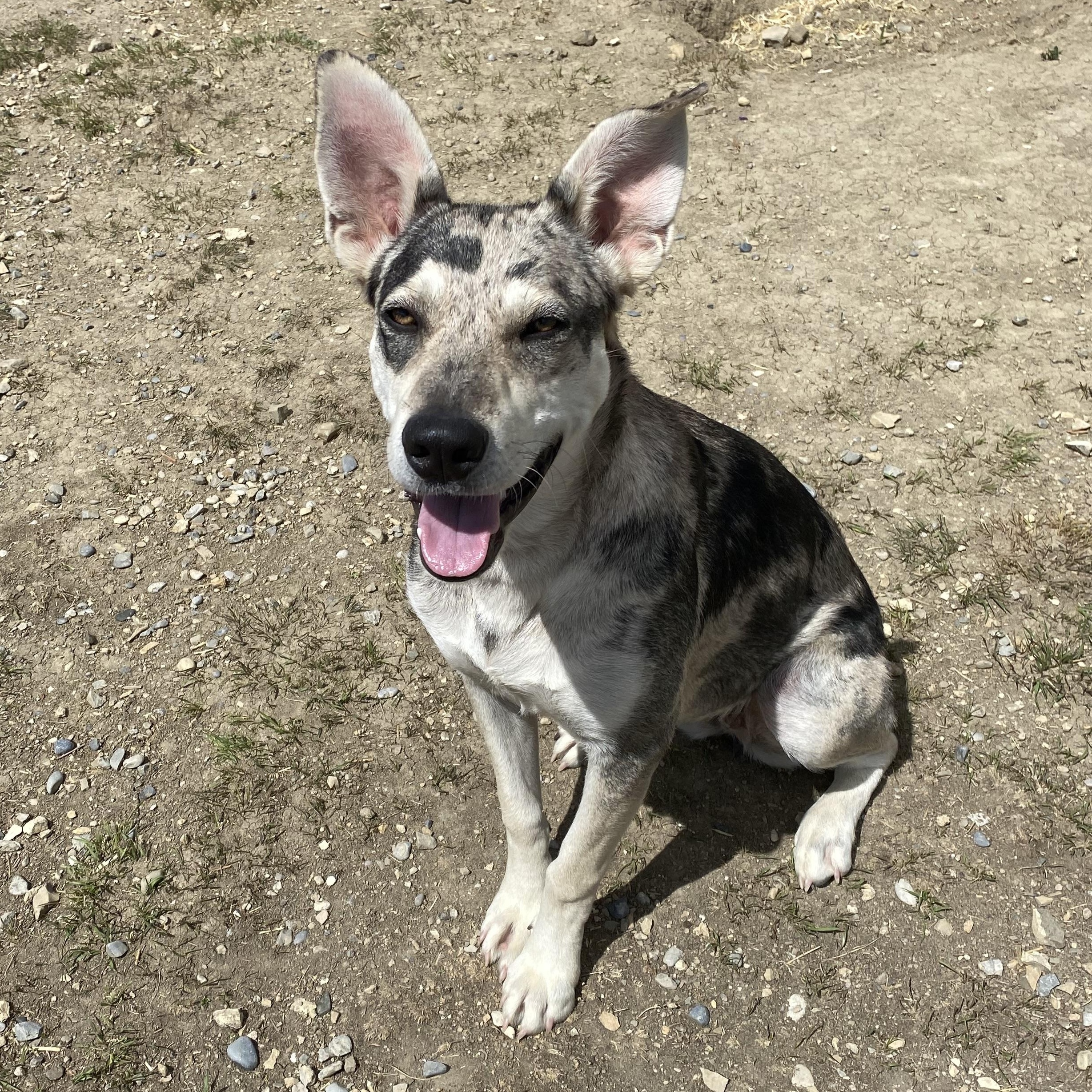 Egypt, an adoptable Mixed Breed in Choteau, MT, 59422 | Photo Image 2