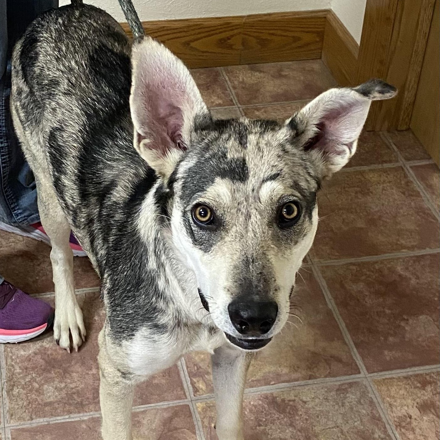 Egypt, an adoptable Mixed Breed in Choteau, MT, 59422 | Photo Image 1