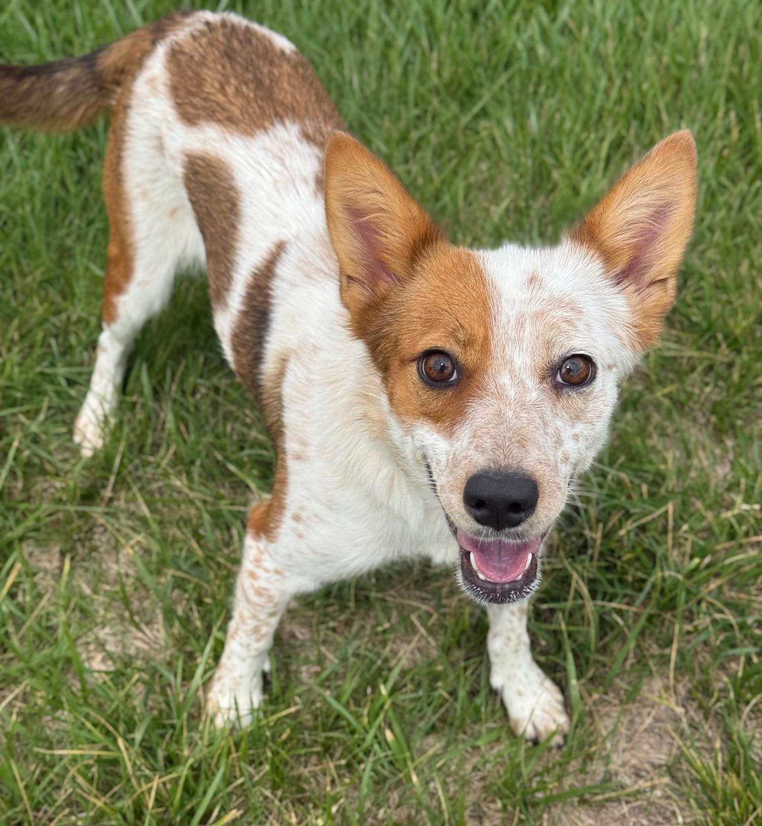 Crocodile, an adoptable Australian Cattle Dog / Blue Heeler, Mixed Breed in Eagle, CO, 81631 | Photo Image 1