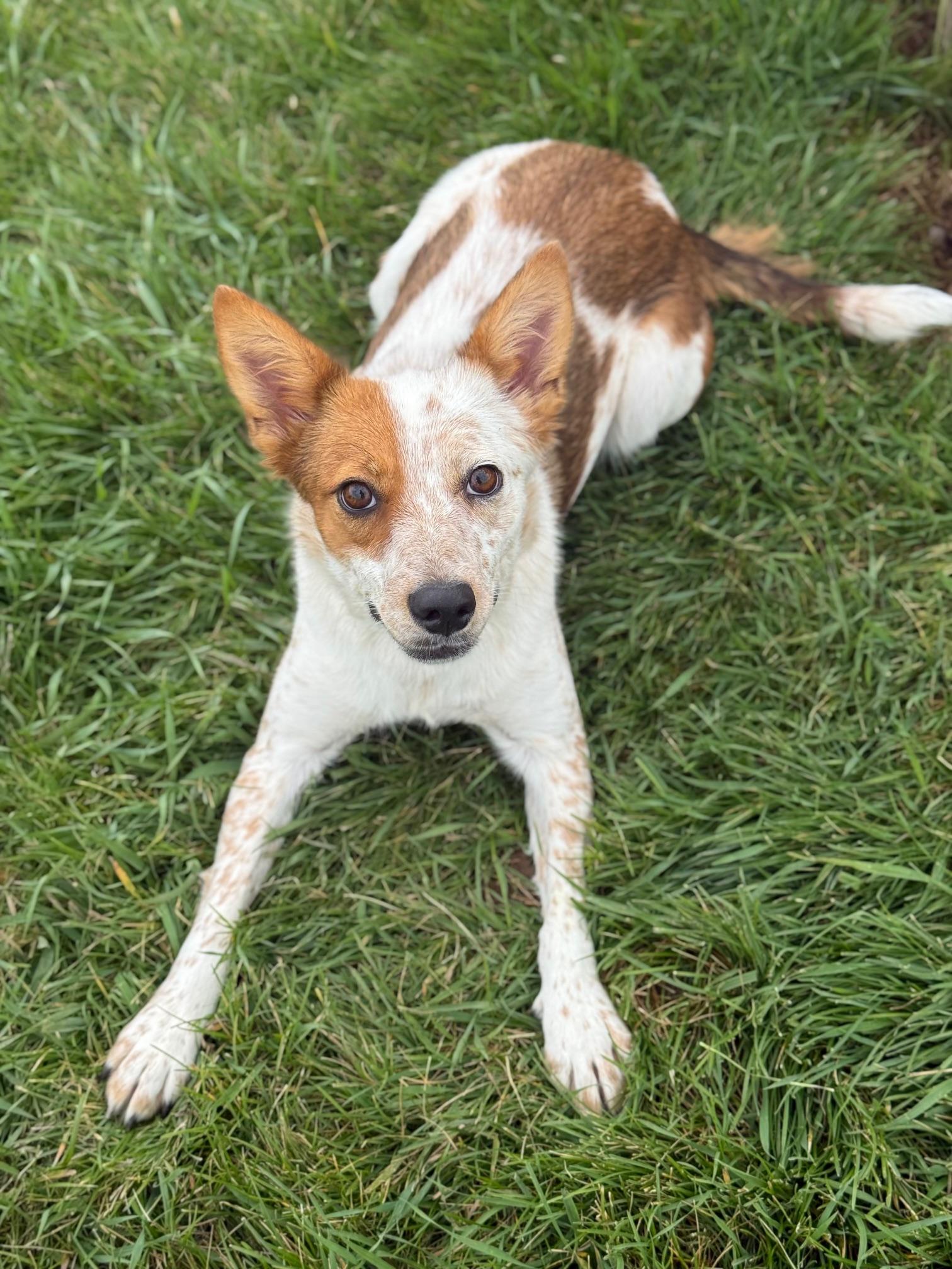 Crocodile, an adoptable Australian Cattle Dog / Blue Heeler, Mixed Breed in Eagle, CO, 81631 | Photo Image 2