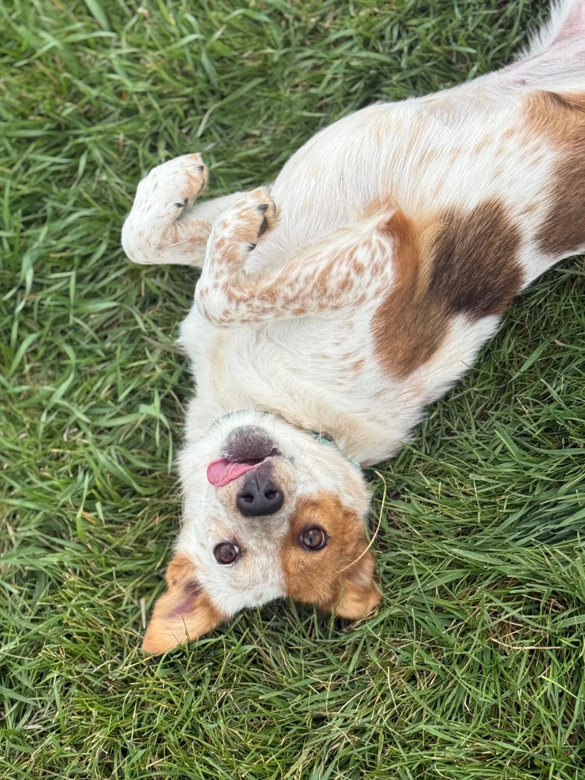 Crocodile, an adoptable Australian Cattle Dog / Blue Heeler, Mixed Breed in Eagle, CO, 81631 | Photo Image 3