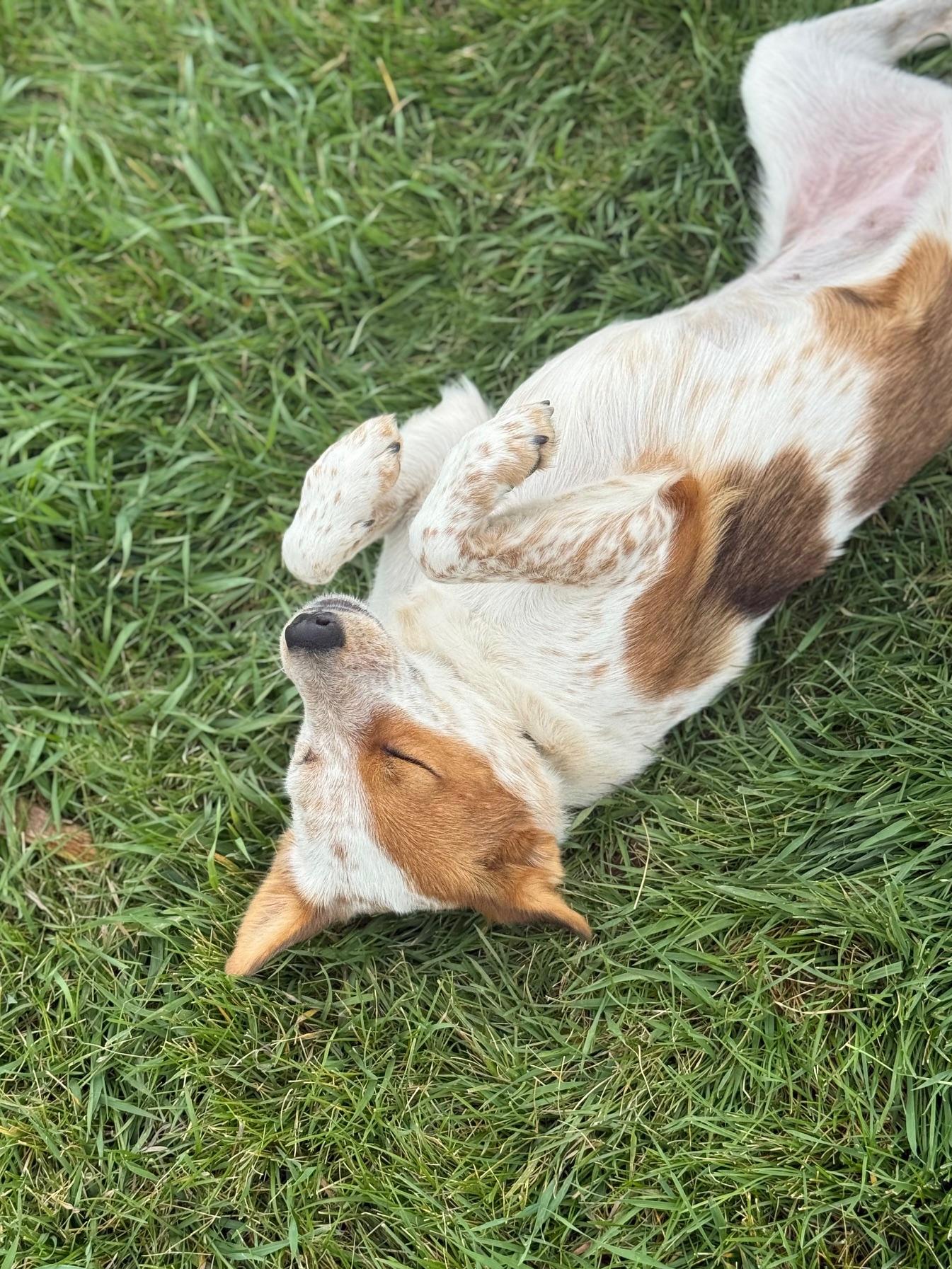 Crocodile, an adoptable Australian Cattle Dog / Blue Heeler, Mixed Breed in Eagle, CO, 81631 | Photo Image 4