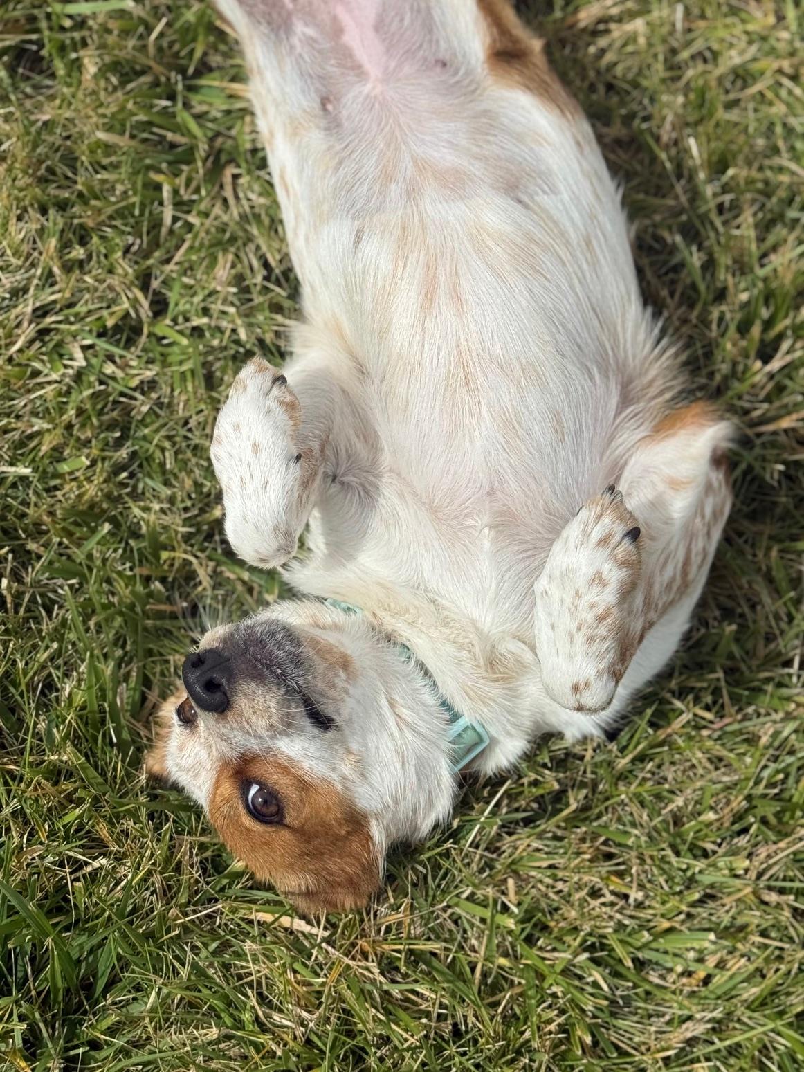 Crocodile, an adoptable Australian Cattle Dog / Blue Heeler, Mixed Breed in Eagle, CO, 81631 | Photo Image 5