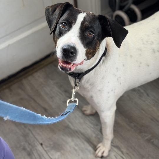Enlarge Daisy Darling, a Adoptable mixed breed in New Orleans, LA image 1/5