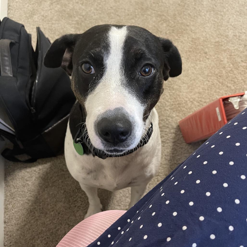 Enlarge Daisy Darling, a Adoptable mixed breed in New Orleans, LA image 2/5