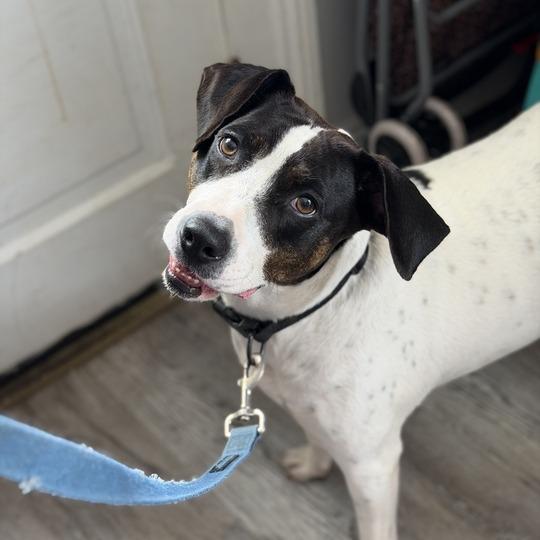 Enlarge Daisy Darling, a Adoptable mixed breed in New Orleans, LA image 3/5