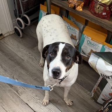 Enlarge Daisy Darling, a Adoptable mixed breed in New Orleans, LA image 5/5