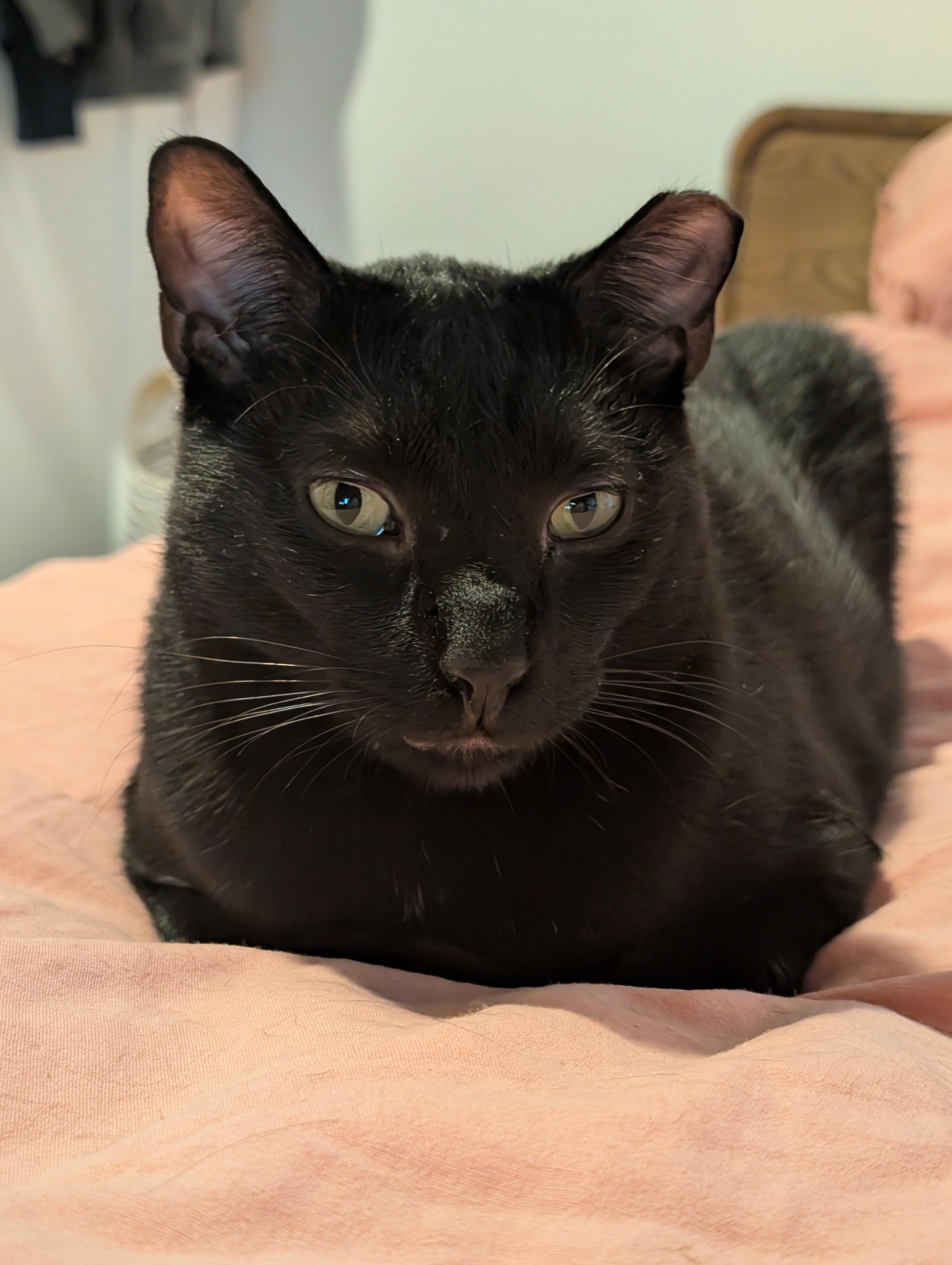 Ron, a ADOPTABLE Domestic Short Hair in Brooklyn, NY image 5/6