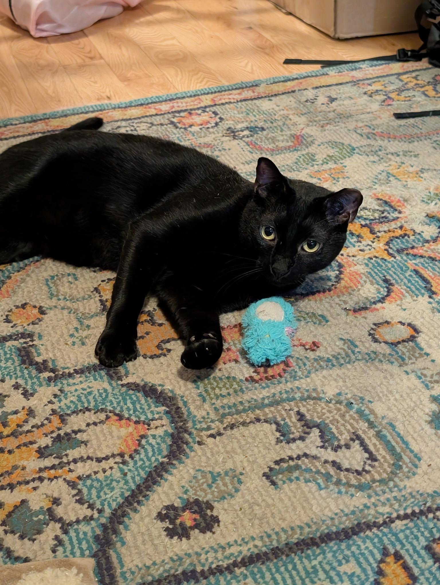 Ron, a ADOPTABLE Domestic Short Hair in Brooklyn, NY image 2/6
