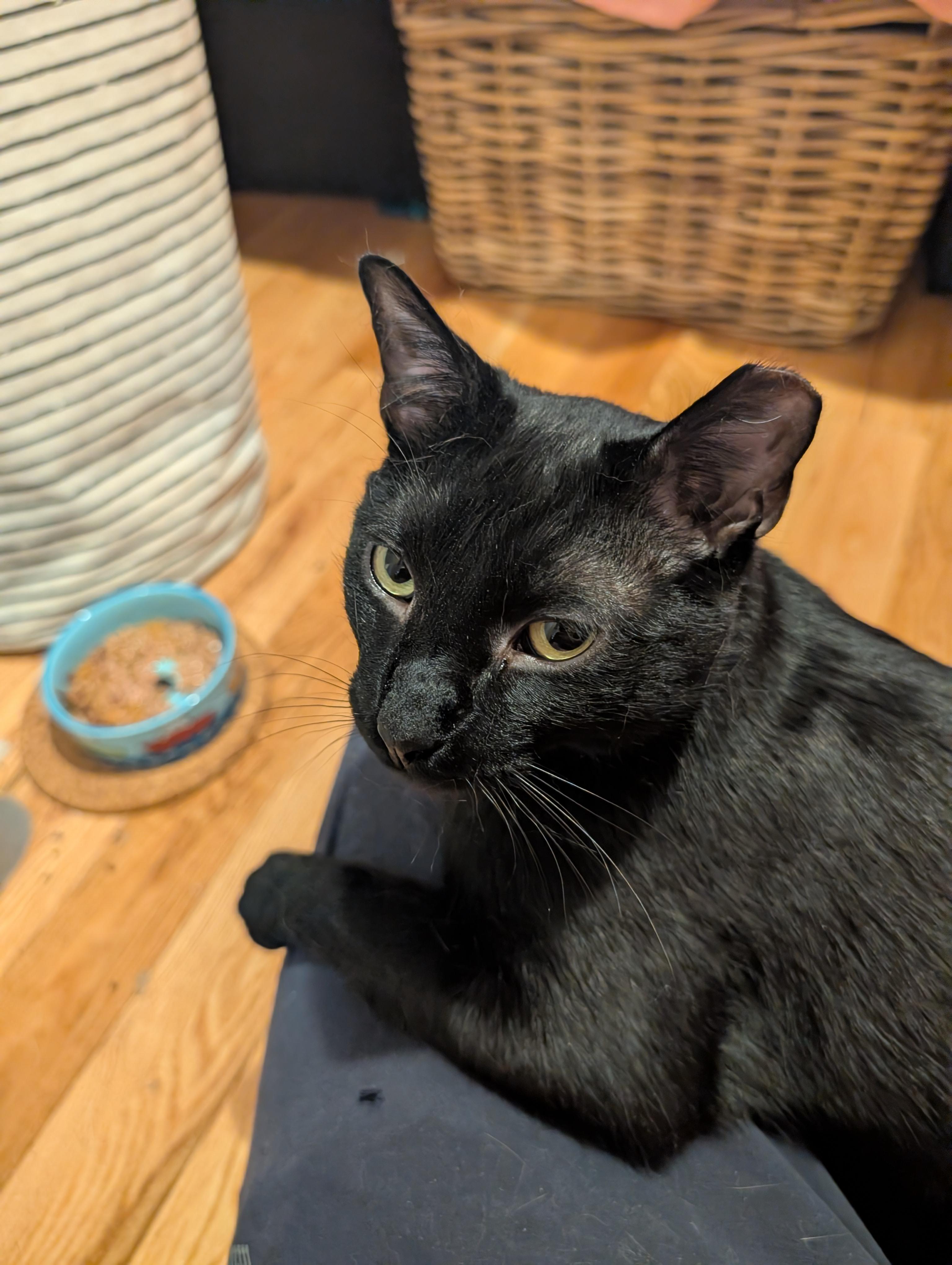 Ron, a ADOPTABLE Domestic Short Hair in Brooklyn, NY image 4/6