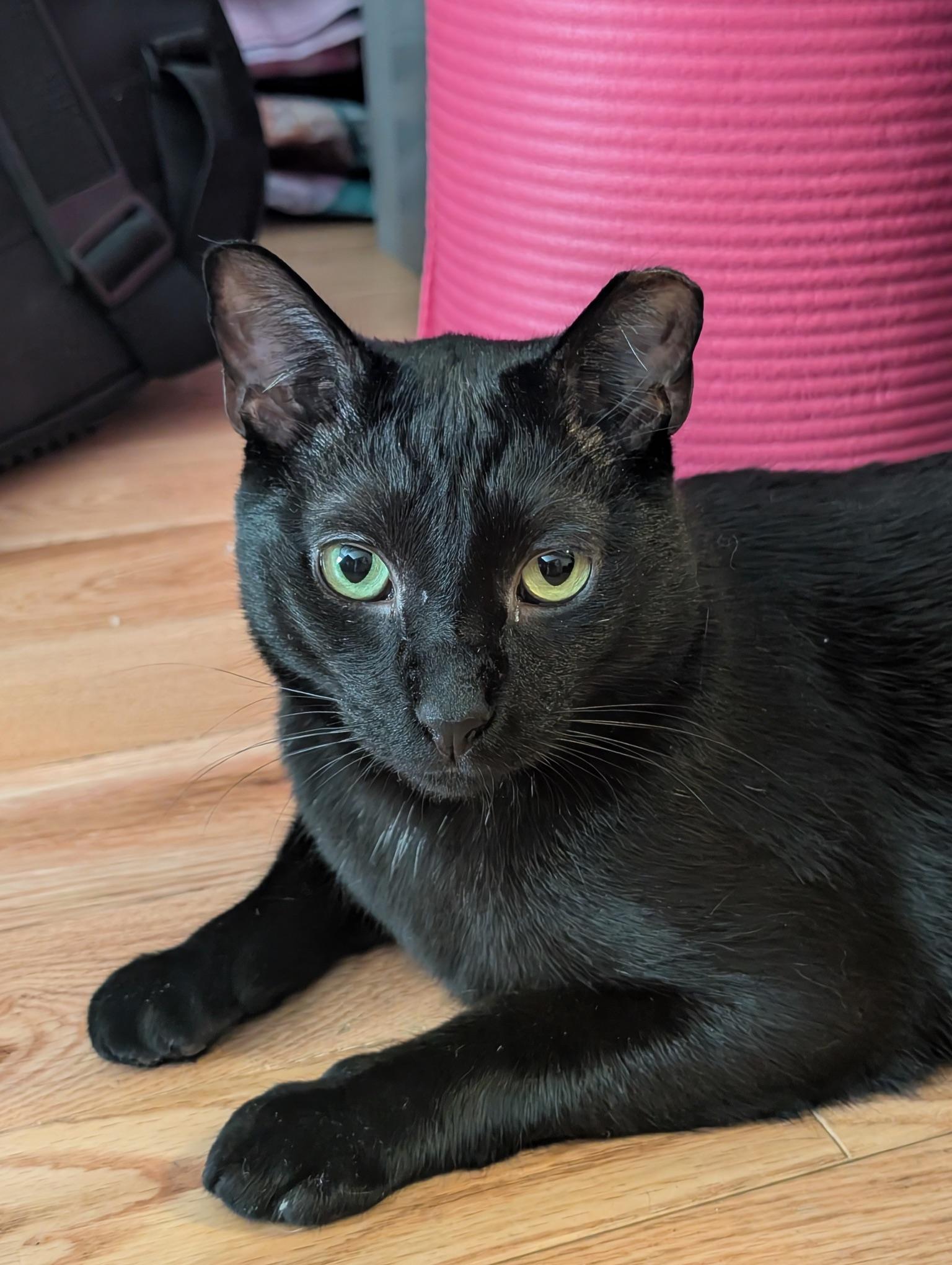 Ron, ADOPTABLE, Adult Male Domestic Short Hair.