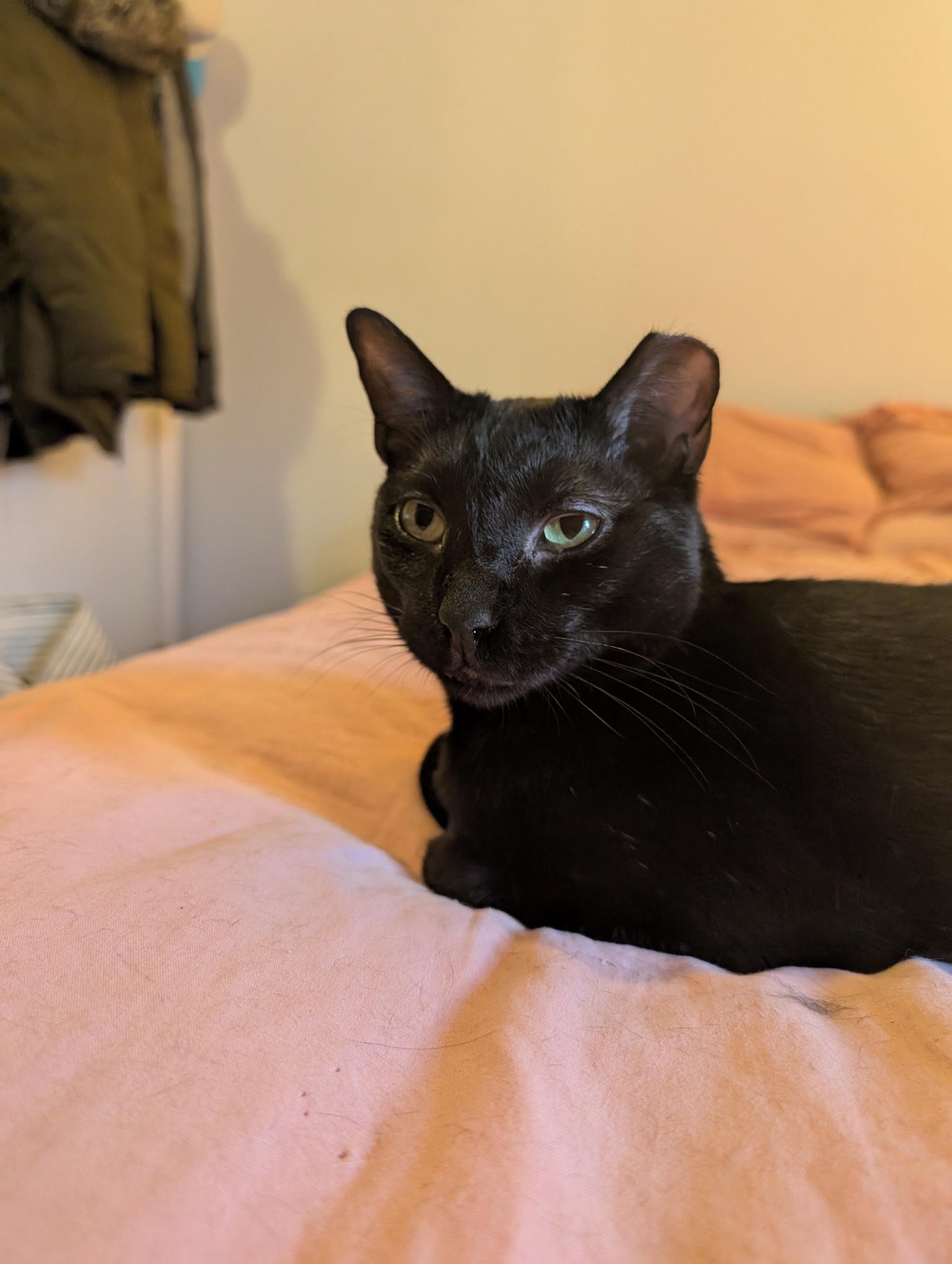 Ron, a ADOPTABLE Domestic Short Hair in Brooklyn, NY image 3/6