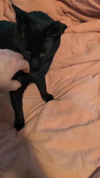 Enlarge Ron, a ADOPTABLE Domestic Short Hair in Brooklyn, NY video 6/6