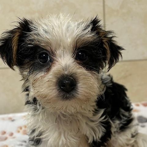 Enlarge Gucci, an adopted Yorkshire Terrier in Bartonsville, PA image 2/4