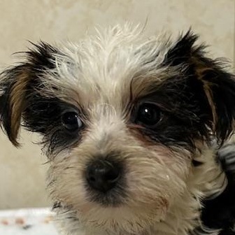 Enlarge Gucci, an adopted Yorkshire Terrier in Bartonsville, PA image 3/4