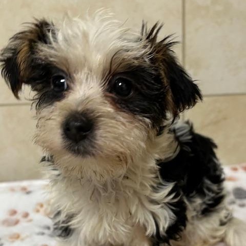 Enlarge Gucci, an adopted Yorkshire Terrier in Bartonsville, PA image 1/4