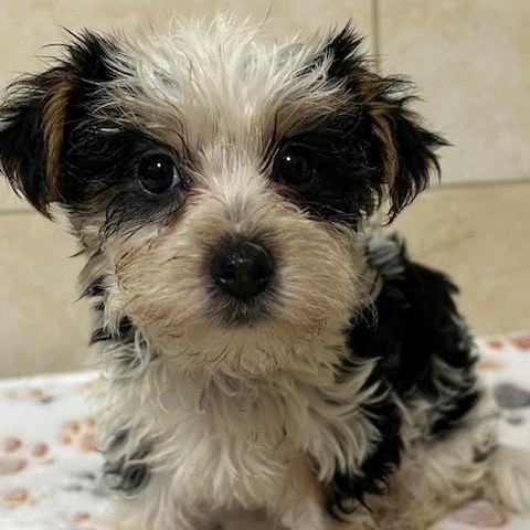 Enlarge Gucci, an adopted Yorkshire Terrier in Bartonsville, PA image 4/4