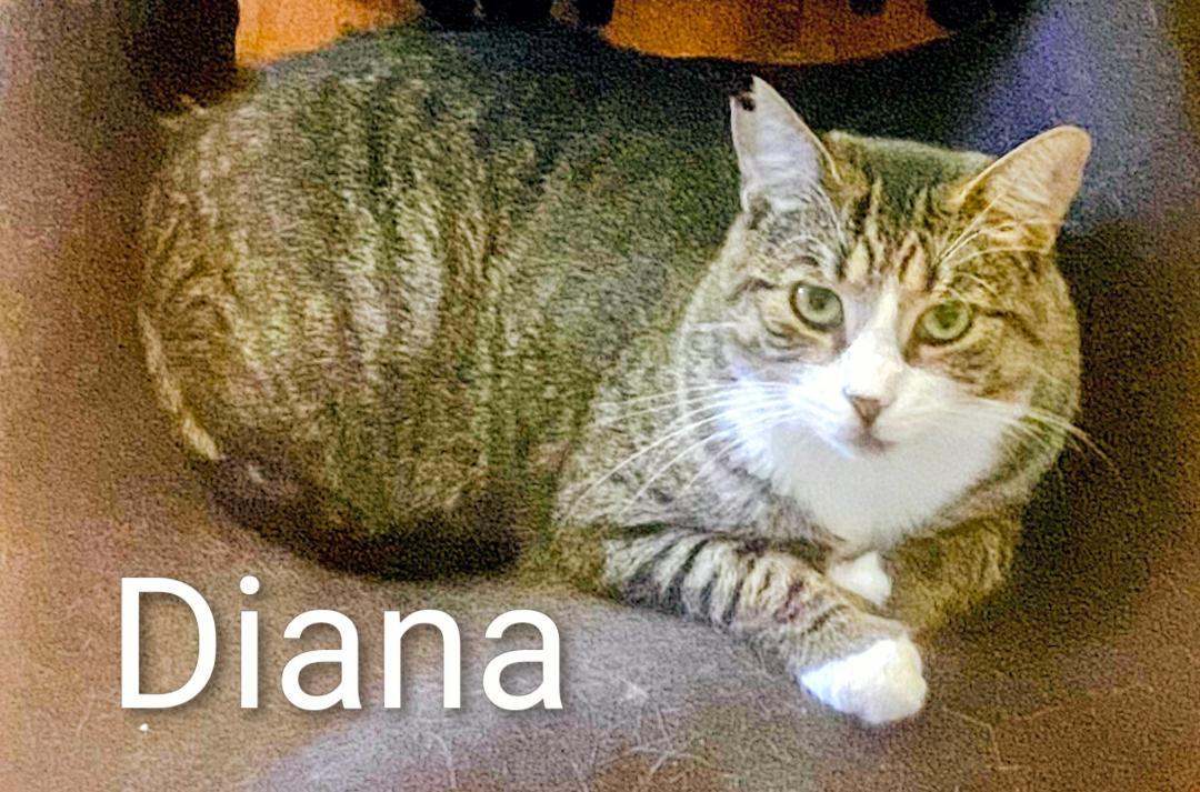 Enlarge Diana, a Adoptable Domestic Short Hair in Binghamton, NY image 4/4