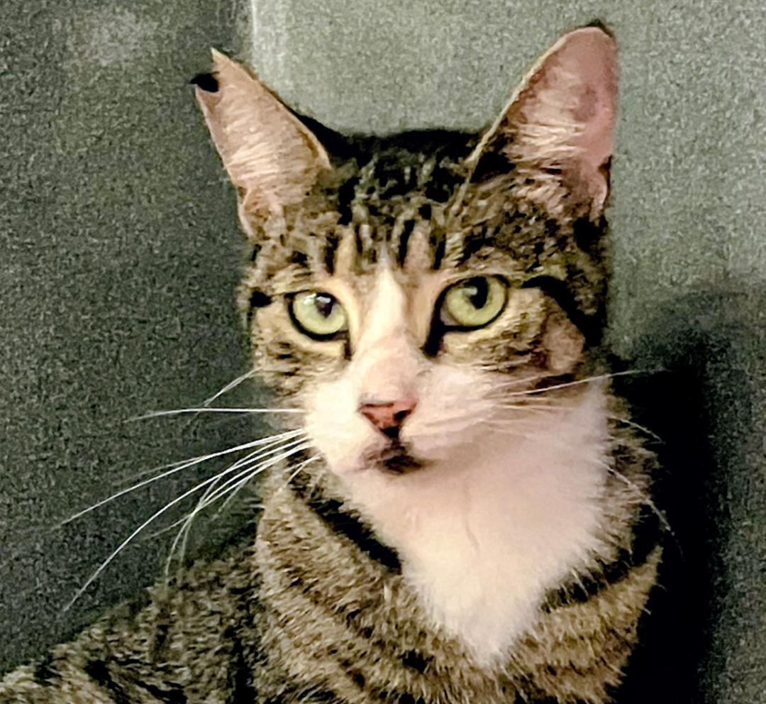 Diana, Adoptable, Adult Female Domestic Short Hair.