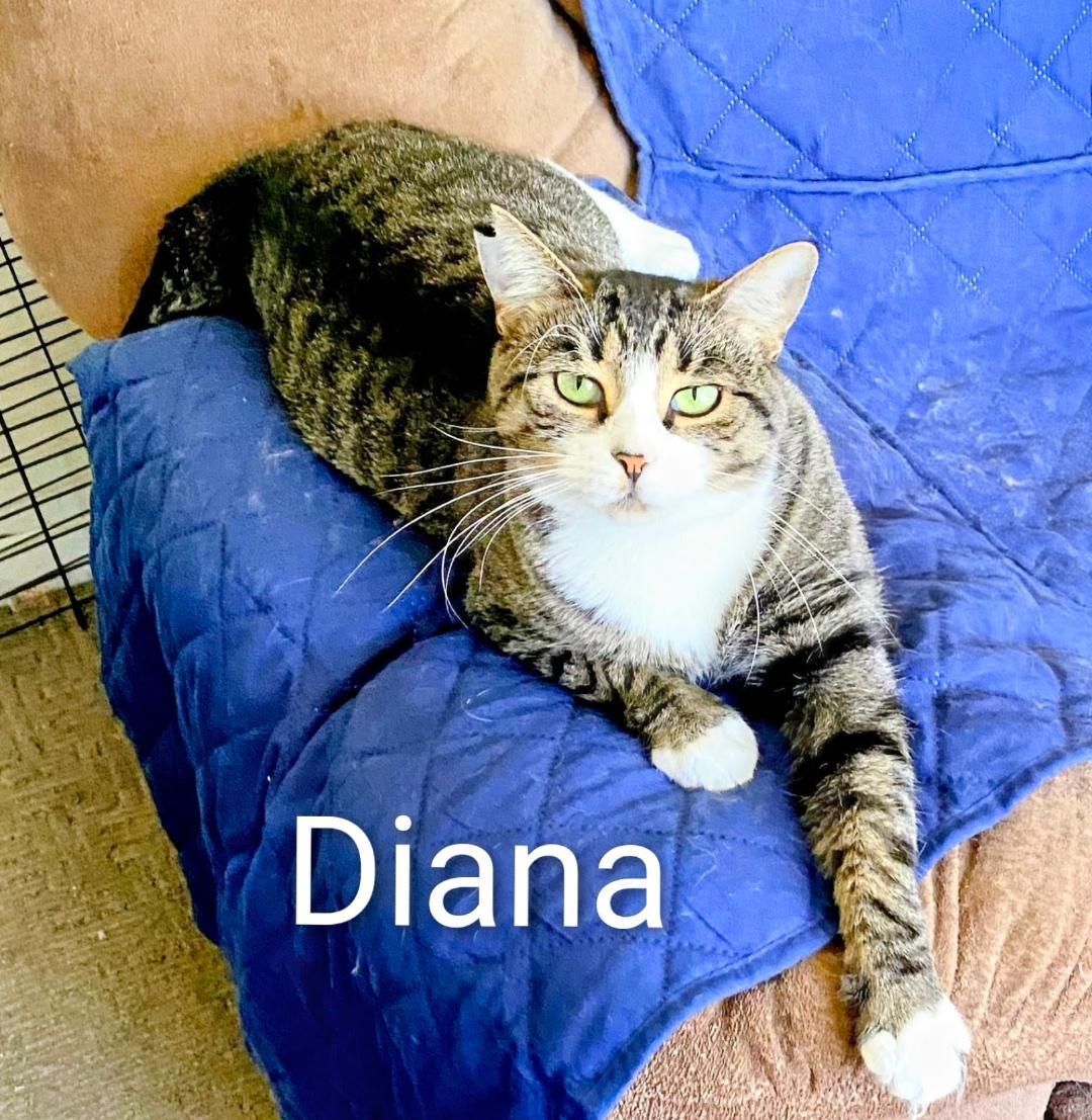 Enlarge Diana, a Adoptable Domestic Short Hair in Binghamton, NY image 3/4