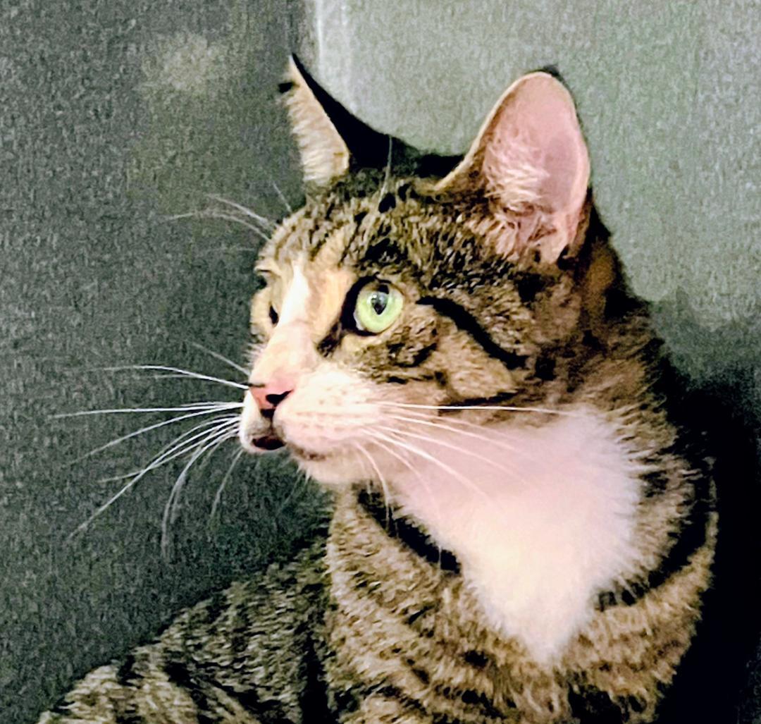 Enlarge Diana, a Adoptable Domestic Short Hair in Binghamton, NY image 2/4