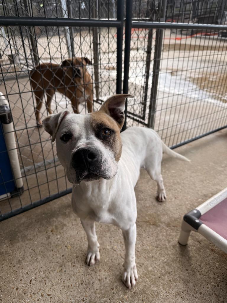 Enlarge Bingo, a Adoptable mixed breed in Denham Springs, LA image 1/1