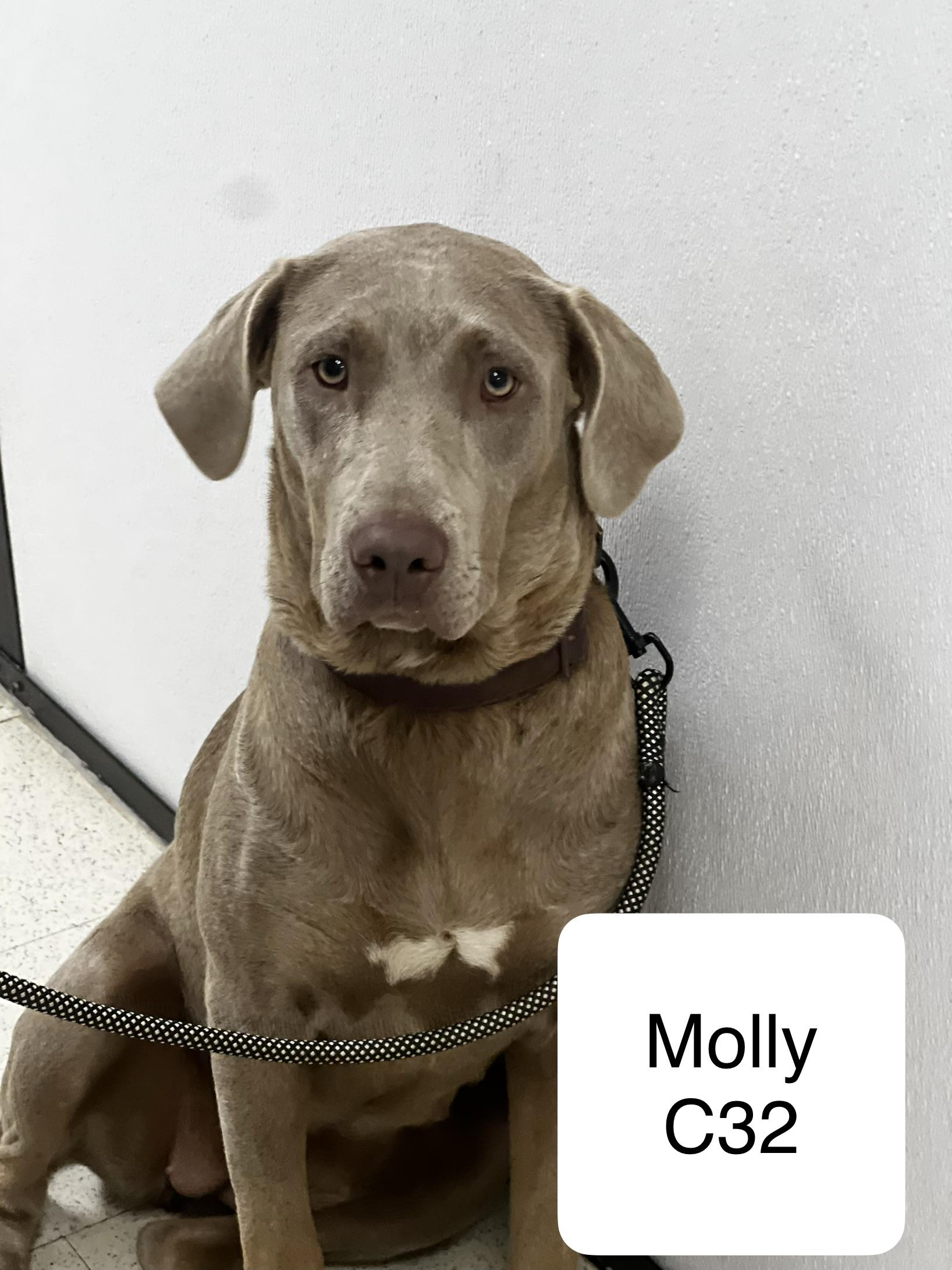 Molly, ADOPTABLE, Adult Female Labrador Retriever.