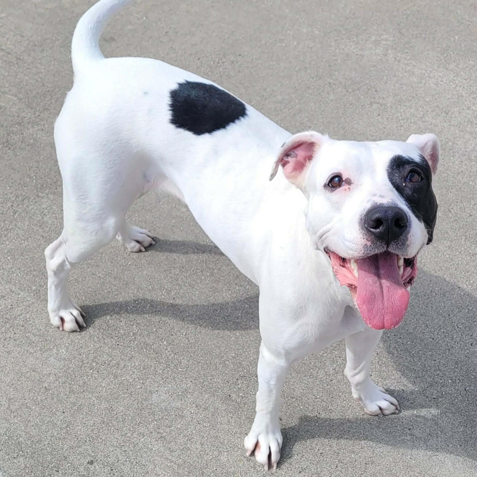 Enlarge Sarabi! Pretty Pup!, a ADOPTABLE mixed breed in Meriden, CT image 3/6